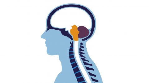 Anatomy Of The Brain And Spine Brain Spine Foundation