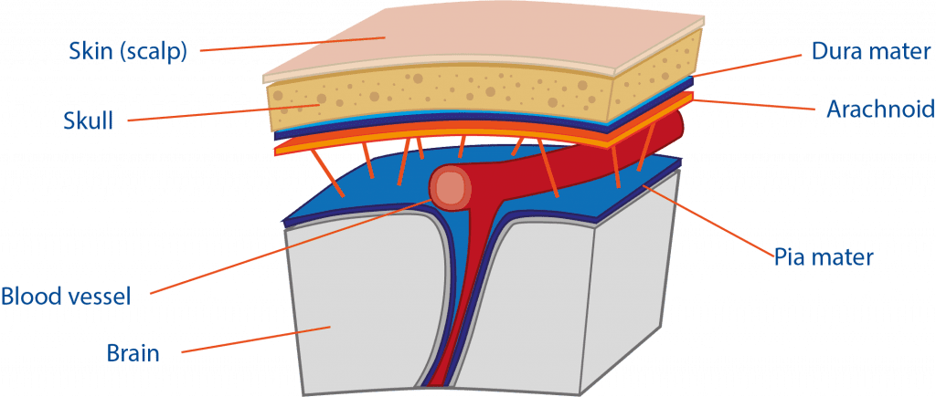 Meninges Diagram Labeled