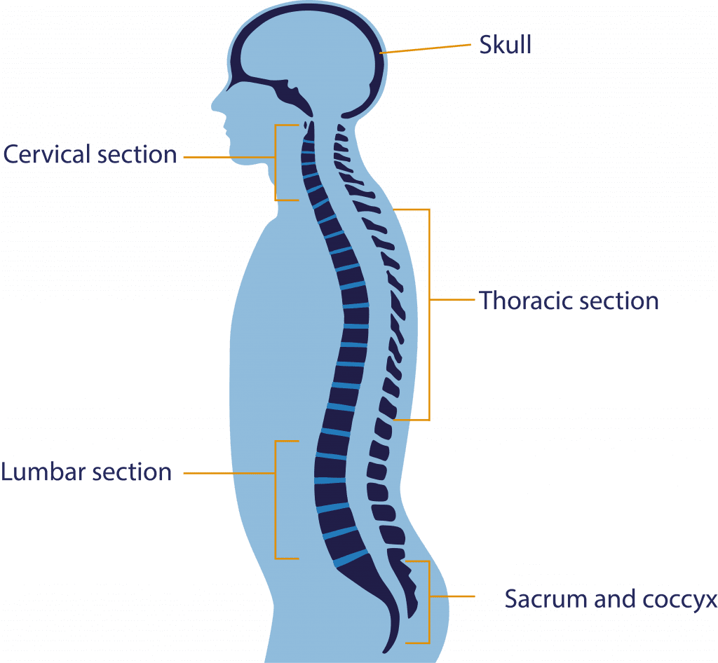 Brain Spine Foundation Anatomy Of The Brain And Spine