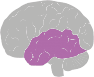 brain spine foundation anatomy of the brain and spine