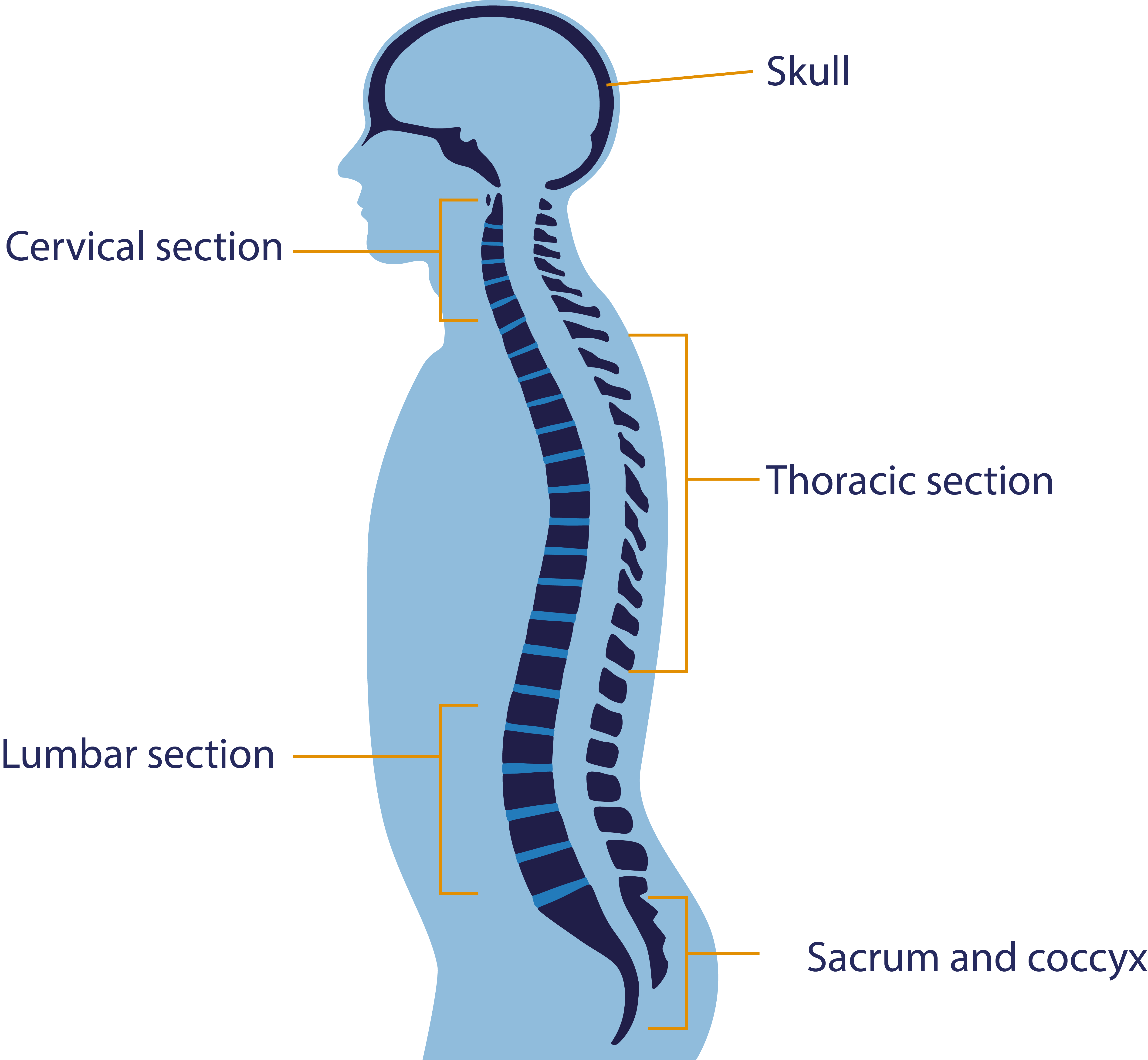 A diagram of the spine including the skull, cervical section, thoracic section, lumbar section and coccyx