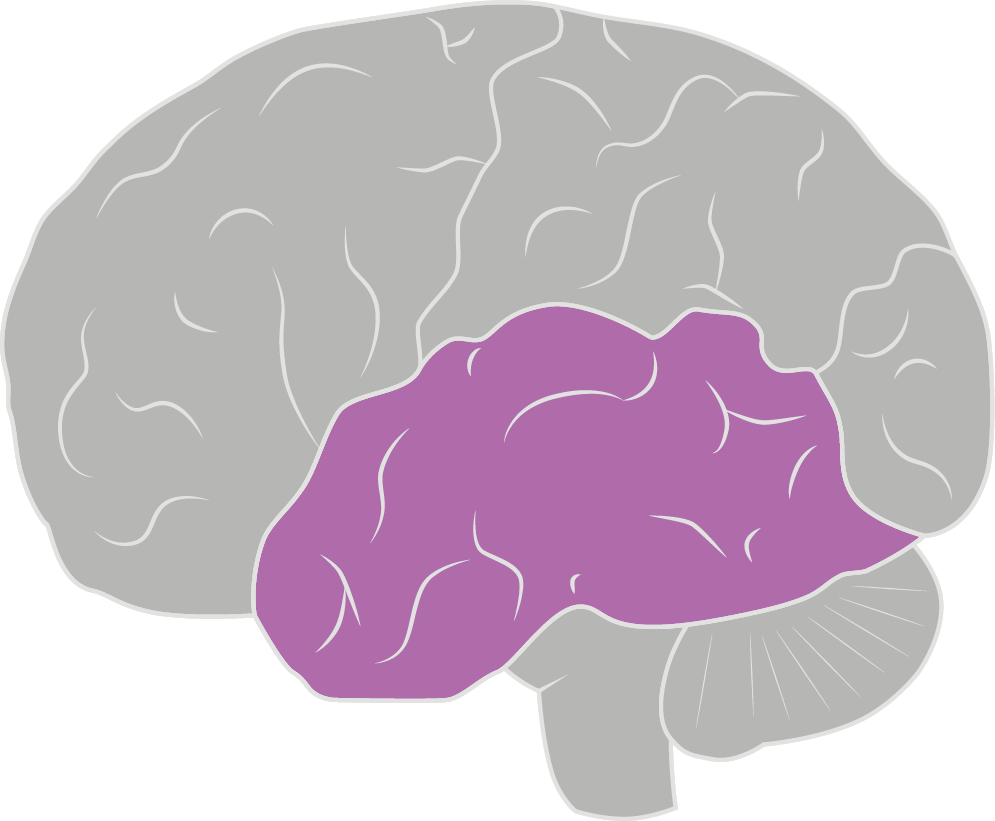 Anatomy of the brain and spine Brain & Spine Foundation